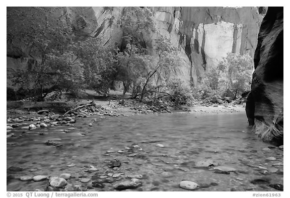 Virgin River and trees in early summer. Zion National Park (black and white)