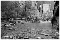 Virgin River and trees in early summer. Zion National Park ( black and white)