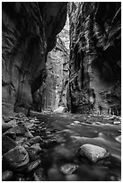 Virgin River flowing between soaring walls, the Narrows. Zion National Park ( black and white)