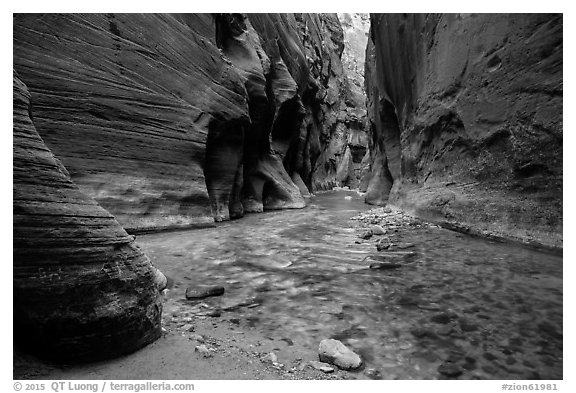 The Narrows at the Orderville confluence. Zion National Park (black and white)