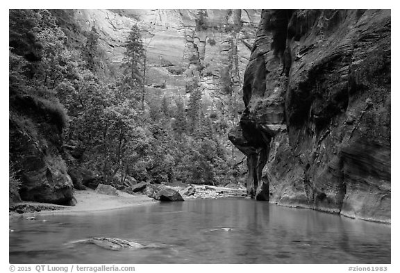Wide portion of the Narrows with pocket of forest. Zion National Park (black and white)