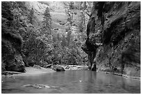 Wide portion of the Narrows with pocket of forest. Zion National Park ( black and white)