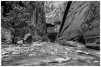 Wide section of Virgin River and forest in the Narrows. Zion National Park ( black and white)