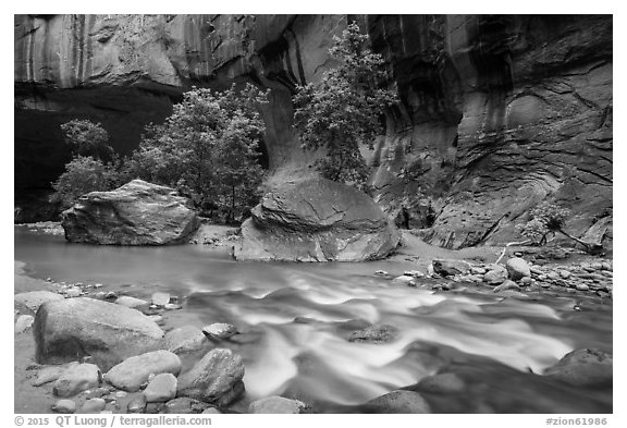 Trees in early summer and alcove, the Narrows. Zion National Park (black and white)