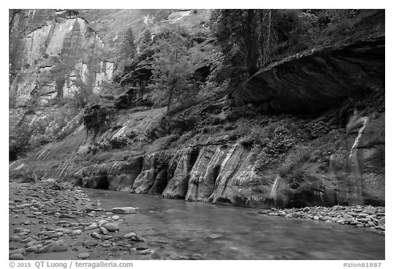 Cliffs with trees, the Narrows. Zion National Park (black and white)