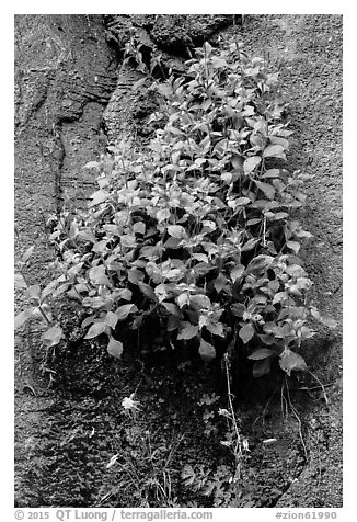Wildflowers on steep wall. Zion National Park (black and white)