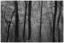Trees and swamp. Zion National Park ( black and white)