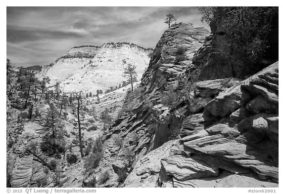 Slickrock landscape, East Zion. Zion National Park (black and white)