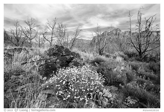 Wildflowers, cacti, and burned trees, Grapevine. Zion National Park (black and white)