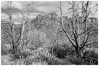 Wildflowers, burned trees, and cliffs, Grapevine. Zion National Park ( black and white)