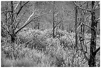 Tree skeletons and wildflowers, Grapevine. Zion National Park ( black and white)