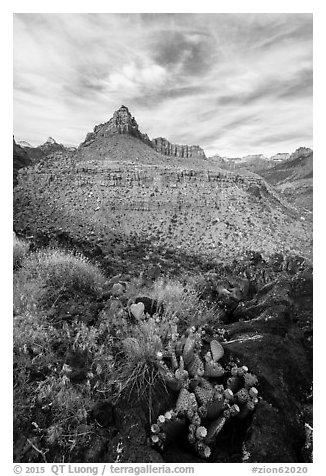 Cactus and North Fork. Zion National Park (black and white)