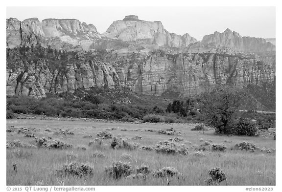 Tall grasses and rock towers, Kolob Terraces. Zion National Park (black and white)
