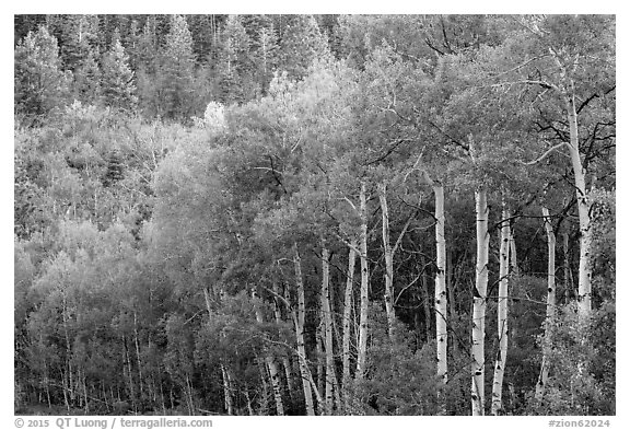 Aspen in early summer, Kolob Terraces. Zion National Park (black and white)