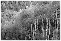 Aspen in early summer, Kolob Terraces. Zion National Park ( black and white)