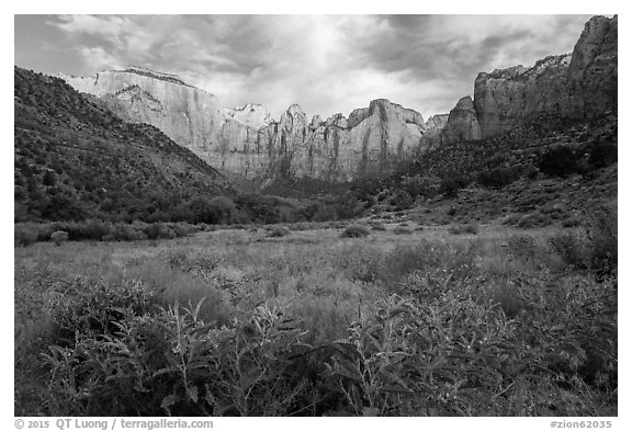 Summer wildflowers and Towers of the Virgin. Zion National Park (black and white)