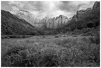 Summer wildflowers and Towers of the Virgin. Zion National Park ( black and white)