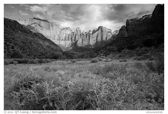 Wildflowers line up meadow under Towers of the Virgin. Zion National Park (black and white)