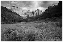 Wildflowers line up meadow under Towers of the Virgin. Zion National Park ( black and white)