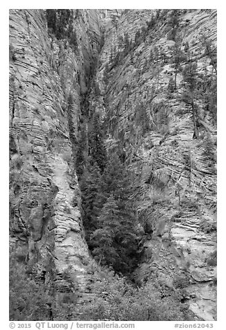 Pine forest clinging to steep cliffs. Zion National Park (black and white)