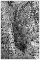Pine forest clinging to steep cliffs. Zion National Park ( black and white)