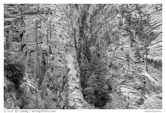Pocket of forest on steep cliffs. Zion National Park (black and white)