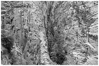 Pocket of forest on steep cliffs. Zion National Park ( black and white)