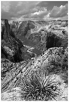 Sotol and Zion Canyon from East Rim. Zion National Park ( black and white)