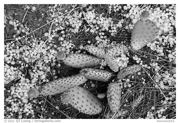 Close-up of cactus with hailstone. Zion National Park (black and white)