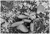 Close-up of cactus with hailstone. Zion National Park ( black and white)