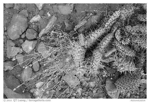 Close-up of flowering cactus, red soil, and hail. Zion National Park (black and white)