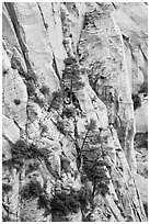 Trees and lightly colored cliffs. Zion National Park ( black and white)