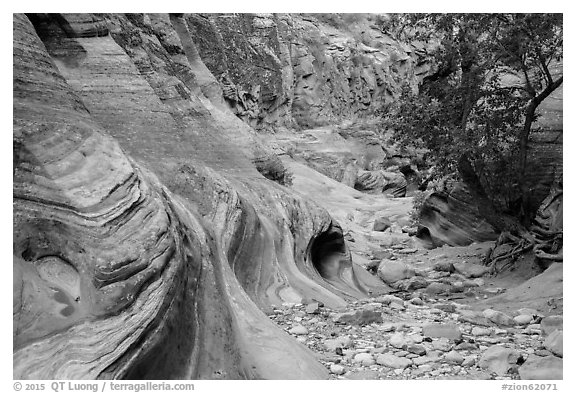 Trees and swirling rocks, Echo Canyon. Zion National Park (black and white)