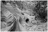Trees and swirling rocks, Echo Canyon. Zion National Park ( black and white)