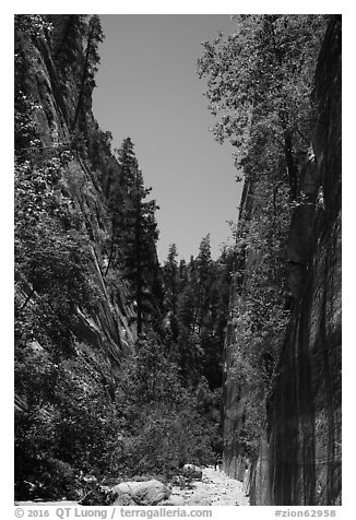 At the base of tall cliffs in Orderville Canyon. Zion National Park (black and white)
