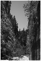 At the base of tall cliffs in Orderville Canyon. Zion National Park ( black and white)