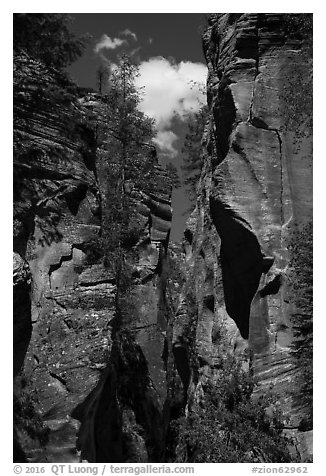 Looking upwards, Orderville Canyon. Zion National Park (black and white)