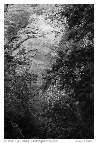 Vegetation and sandstone walls, Orderville Canyon. Zion National Park (black and white)