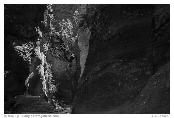 Shadows and light, Orderville Canyon. Zion National Park (black and white)