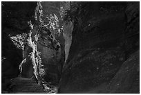 Shadows and light, Orderville Canyon. Zion National Park ( black and white)