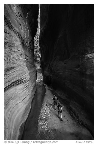 Hikers walk between tall walls, Orderville Canyon. Zion National Park (black and white)