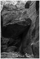 Tree growing on large jammed boulder, Orderville Canyon. Zion National Park ( black and white)
