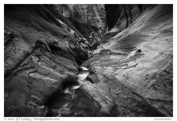 Stream in narrow watercourse, Orderville Canyon. Zion National Park (black and white)