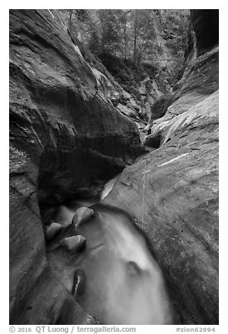Narrow watercourse in Orderville Canyon. Zion National Park (black and white)