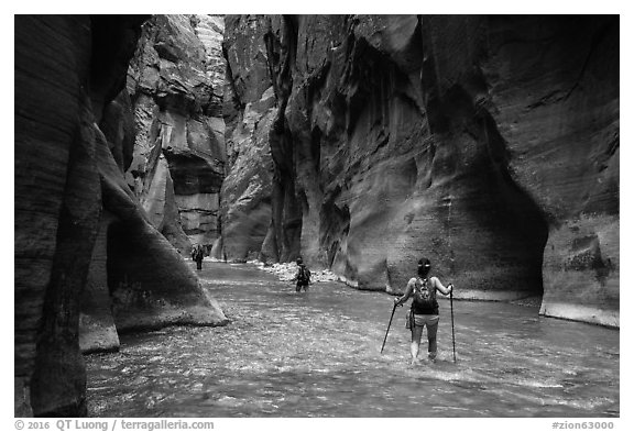 Hikers in the Narrows below Orderville Junction. Zion National Park (black and white)