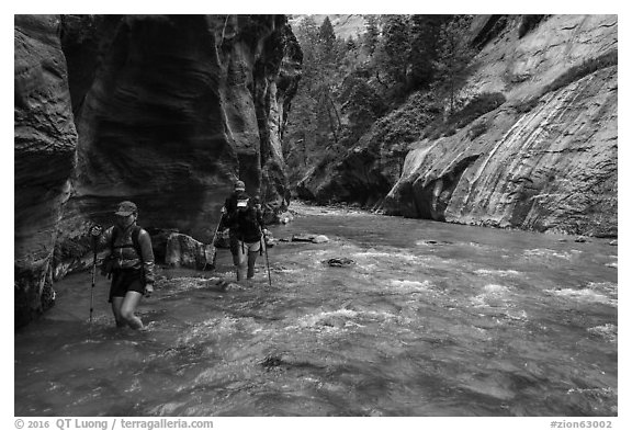 Hikers walking in the Virgin River narrows. Zion National Park (black and white)