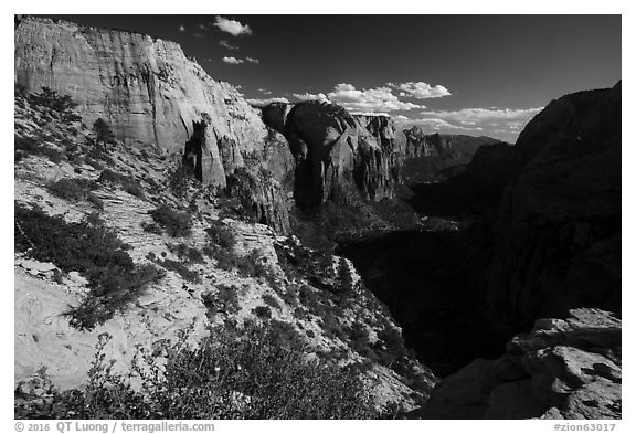 Wildflowers and Zion Canyon from Angels Landing. Zion National Park (black and white)