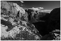 Wildflowers and Zion Canyon from Angels Landing. Zion National Park ( black and white)