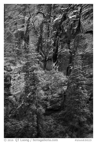 Trees and cliffs, Refrigerator Canyon. Zion National Park (black and white)