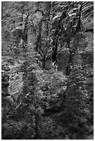 Trees and cliffs, Refrigerator Canyon. Zion National Park ( black and white)